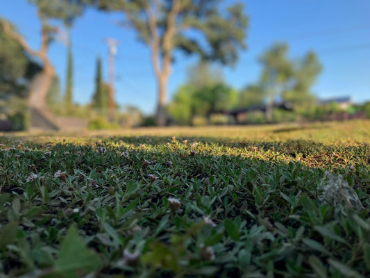 Native-lippia-plugs-1